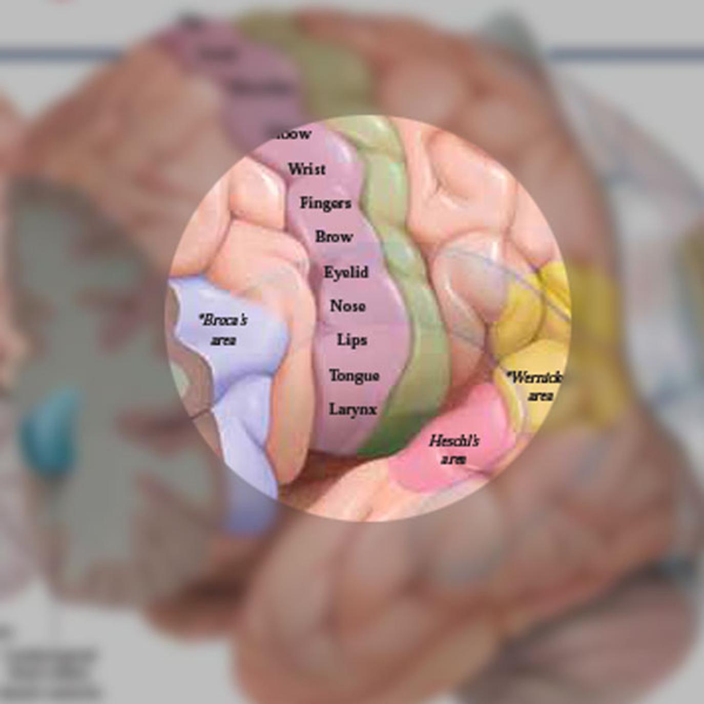 The Neurobiology Of Learning: How The Brain Acquires And Retains Knowledge