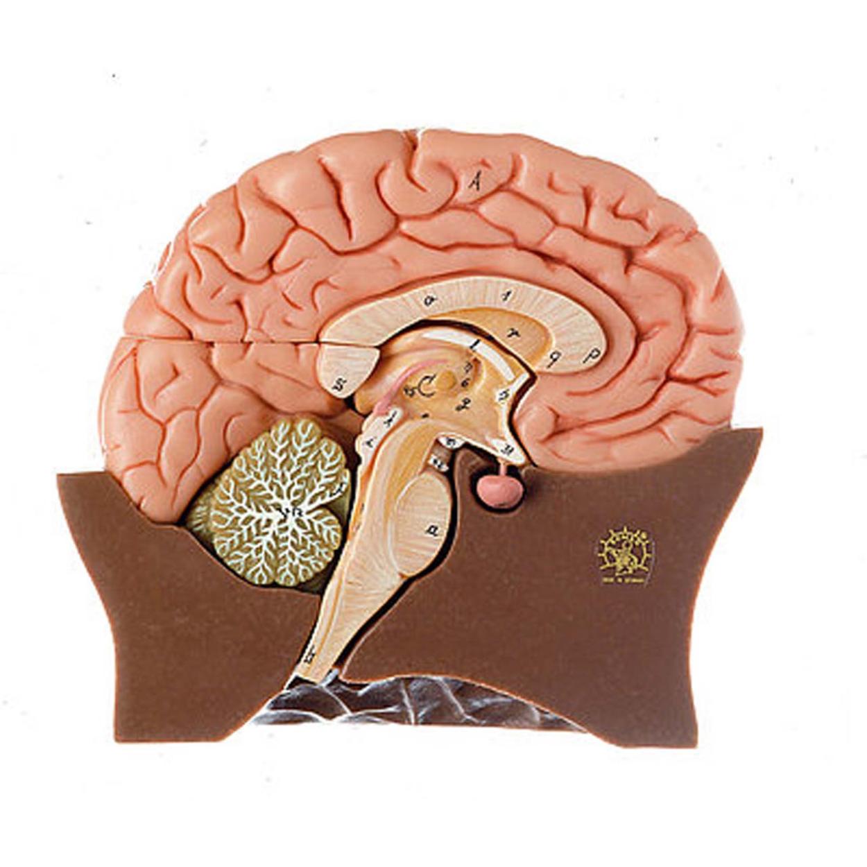 What Is The Frontal Lobe And What Does It Do?