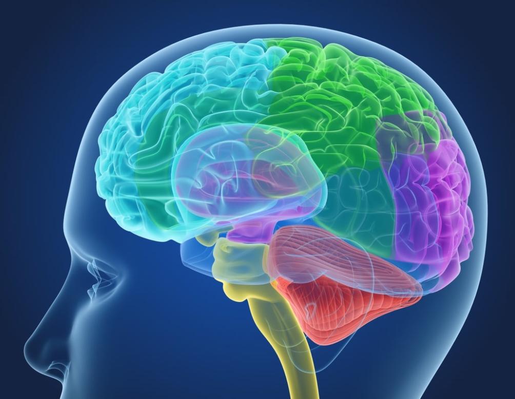 Diagnose Neuroscience Brain